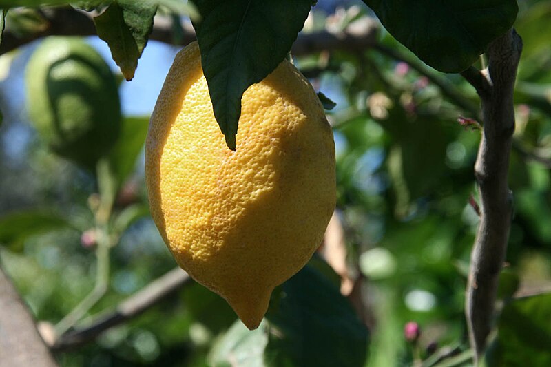 Le citronnier 4 saisons